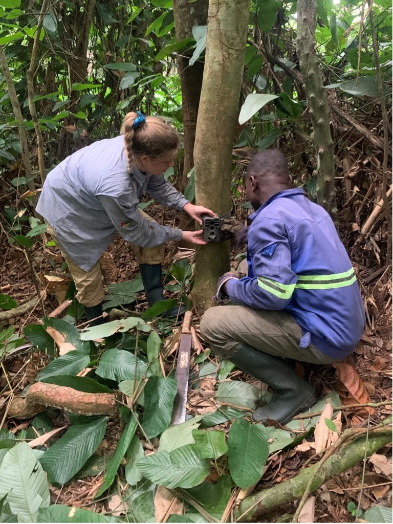 mayombe9 Camera trap installation in MNP