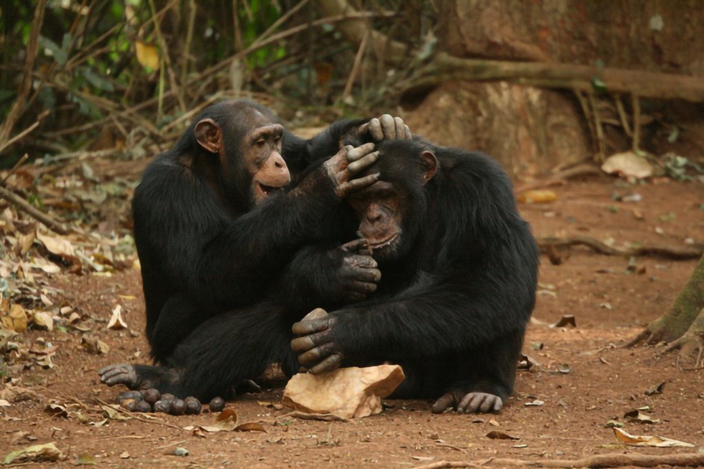 guinea_jeje_groom_yl_to_have_access_to_coula